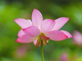 圣德高僧们的重要答覆(农历正月初一：第一道答案)