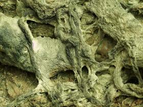 第三世多杰羌佛五明成就 工巧明之枯藤古化