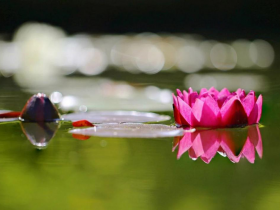 心脏病突发猝死 佛陀加持起死回生