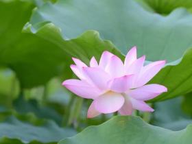 福报是求来的还是修来的?